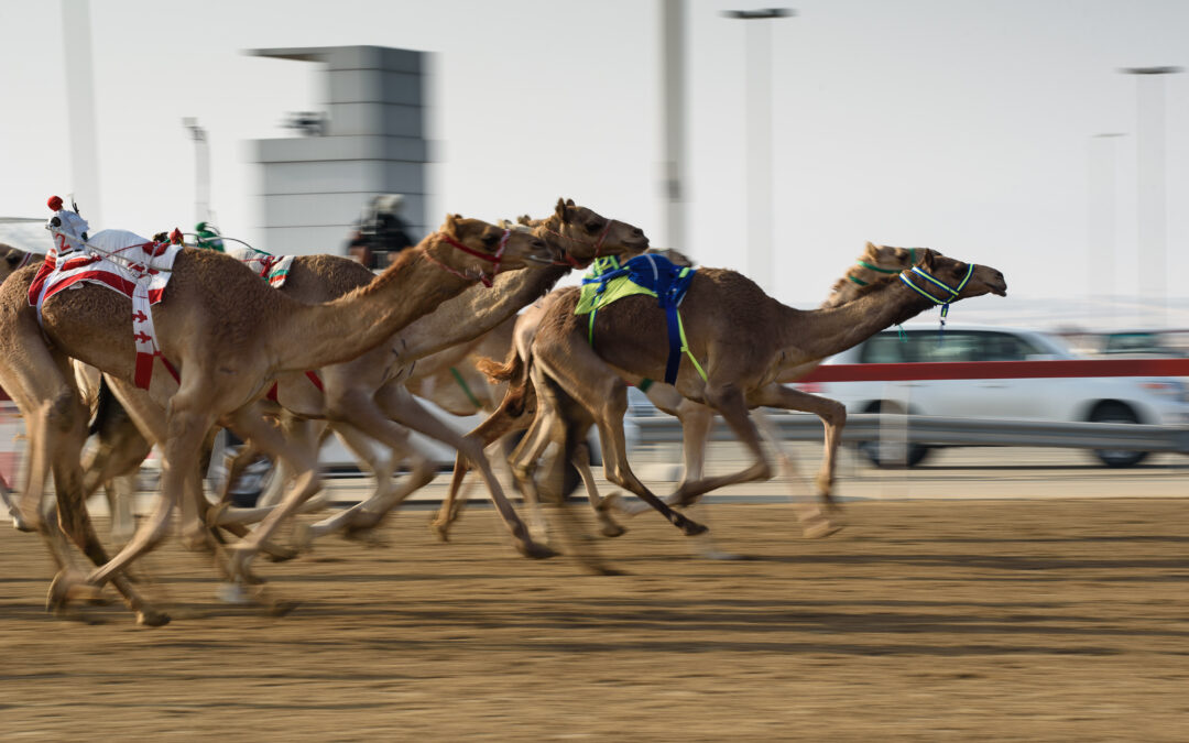 Racing Camels in a Quantum Game of Camel Up