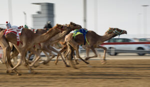 Racing Camels in a Quantum Game of Camel Up